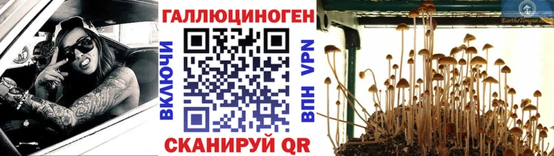Псилоцибиновые грибы Cubensis  Белгород 